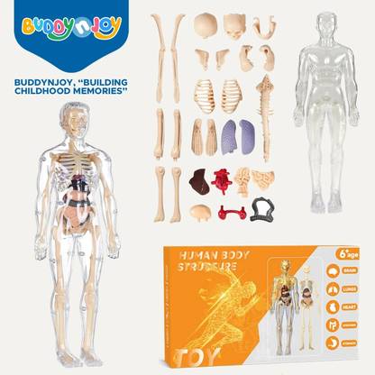 Buddynjoy 3D Human Body Model for Kids , Fully Transparent Body With 29 Pcs Anatomy Figure??(Multicolor)